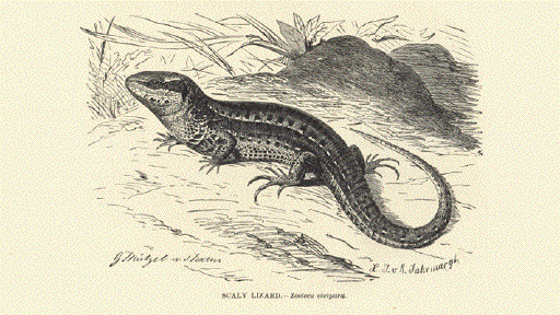 Scaly Lizard. - Zootoca vivipardis